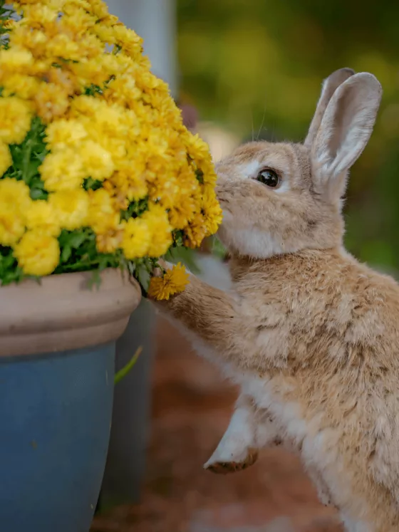 Quelle race de lapin choisir ? Guide pour trouver le compagnon idéal