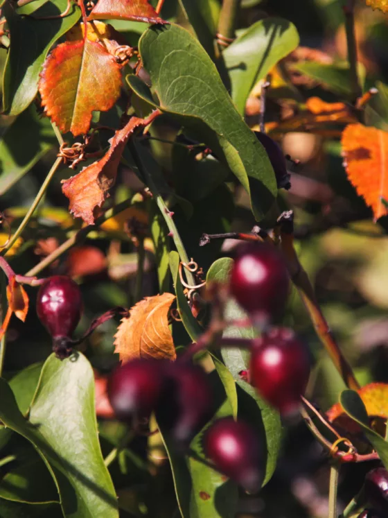 Les fruitiers : quels traitements contre les maladies?