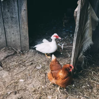 Accueillir des poules : une bonne idée?