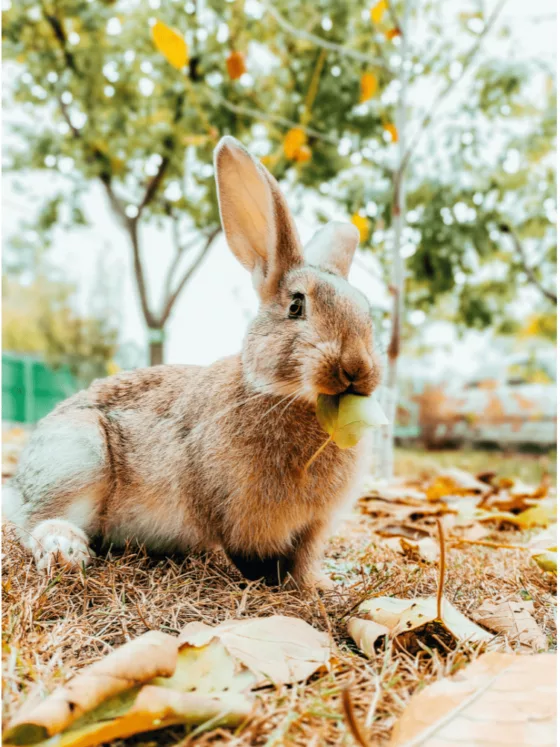 6 bonnes raisons d’adopter un lapin