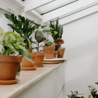 10 idées pour intégrer des plantes dans votre décoration intérieure