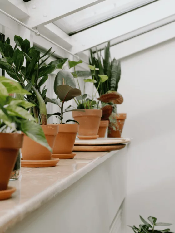 Idées de plantes dépolluantes d’intérieur : améliorez votre air et votre déco !