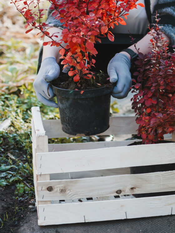 Guide des plantes automnales à planter chez soi