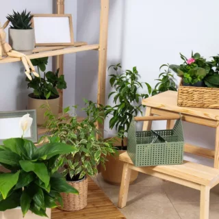 Idées de plantes dépolluantes d’intérieur : améliorez votre air et votre déco !