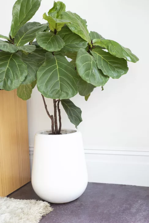 plantes XXL